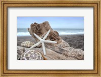 Crescent Beach Shells 6 Fine Art Print
