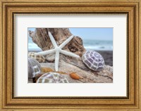 Crescent Beach Shells 7 Fine Art Print