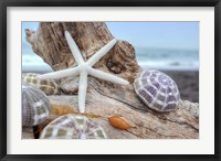 Crescent Beach Shells 7 Fine Art Print