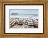 Crescent Beach Shells 8 Fine Art Print