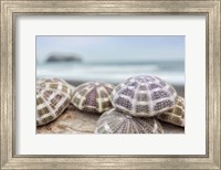 Crescent Beach Shells 8 Fine Art Print