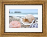 Crescent Beach Shells 9 Fine Art Print