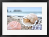 Crescent Beach Shells 9 Fine Art Print