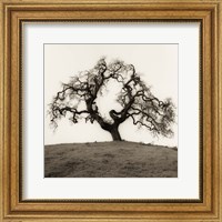 Hillside Oak Tree Fine Art Print