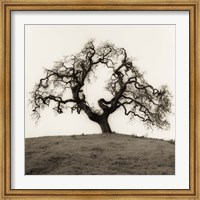 Hillside Oak Tree Fine Art Print