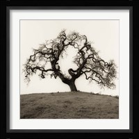Hillside Oak Tree Fine Art Print
