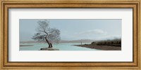 Lagoon Oak Tree Fine Art Print