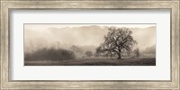 Meadow Oak Tree Fine Art Print