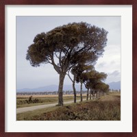 Tuscan Fatorria Strada No. 1 Fine Art Print