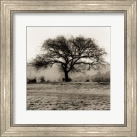 Willow Tree Fine Art Print