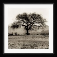 Willow Tree Fine Art Print