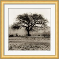 Willow Tree Fine Art Print