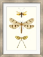Entomology Series I Fine Art Print