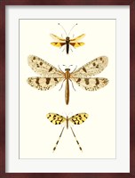 Entomology Series I Fine Art Print