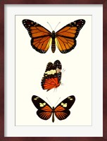 Entomology Series II Fine Art Print