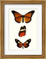 Entomology Series II Fine Art Print