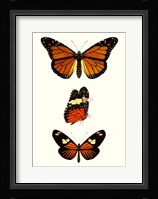 Entomology Series II Framed Print