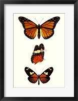 Entomology Series II Framed Print