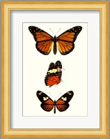 Entomology Series II Fine Art Print