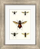 Entomology Series III Fine Art Print