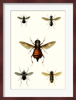 Entomology Series III Fine Art Print