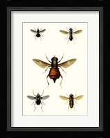 Entomology Series III Framed Print