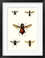 Entomology Series III Framed Print