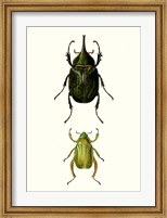 Entomology Series IV Fine Art Print