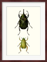 Entomology Series IV Fine Art Print