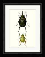 Entomology Series IV Framed Print