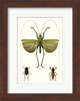 Entomology Series V Fine Art Print