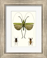 Entomology Series V Fine Art Print