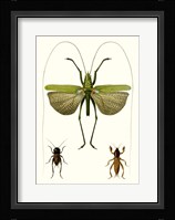 Entomology Series V Framed Print