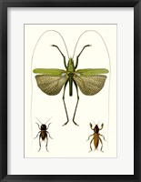 Entomology Series V Framed Print