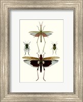 Entomology Series VI Fine Art Print