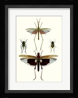 Entomology Series VI Framed Print