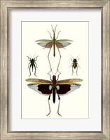 Entomology Series VI Fine Art Print