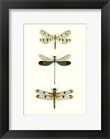 Entomology Series VII Fine Art Print