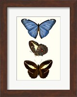 Entomology Series VIII Fine Art Print