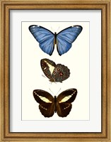 Entomology Series VIII Fine Art Print