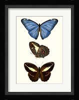 Entomology Series VIII Framed Print