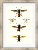 Entomology Series IX Fine Art Print