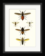 Entomology Series IX Framed Print