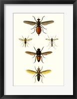 Entomology Series IX Fine Art Print