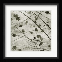 Laced Sky II Framed Print