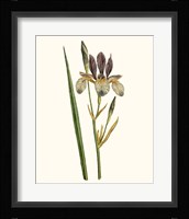 Antique Iris I Framed Print
