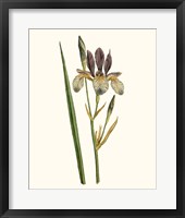 Antique Iris I Framed Print