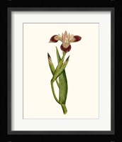 Antique Iris II Framed Print