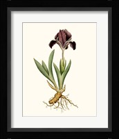 Antique Iris IV Framed Print