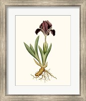 Antique Iris IV Fine Art Print